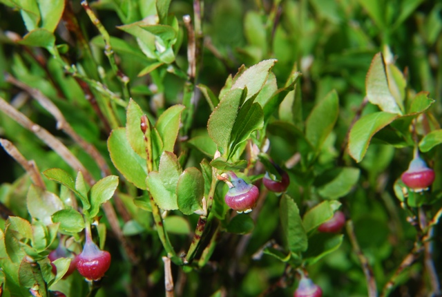 Vaccinium myrtillus